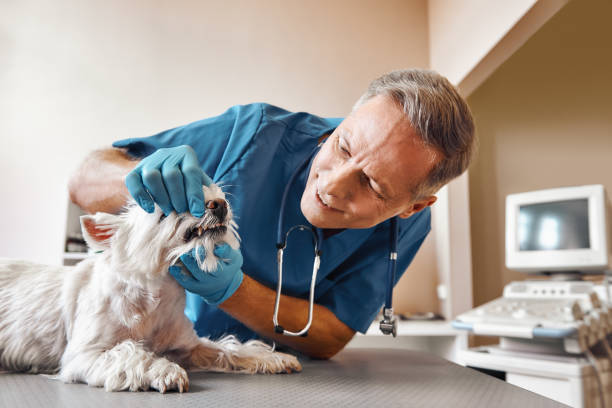 Best Emergency X-Rays and Diagnostics in Hudson Falls, NY